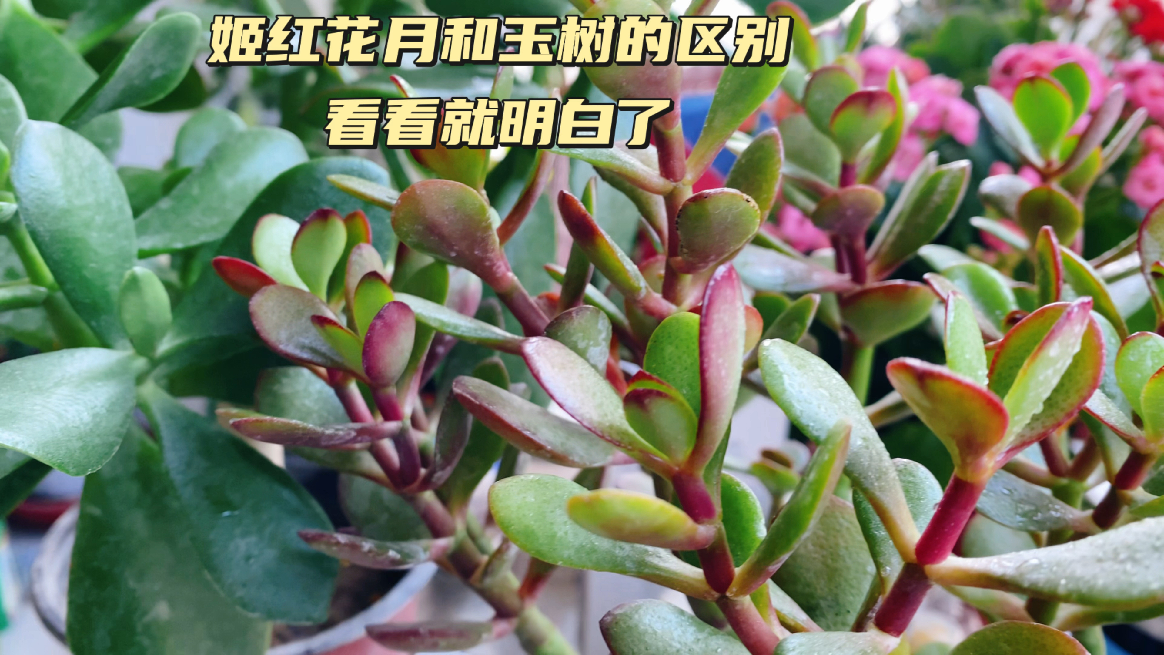 玉树和姬红花月有什么区别？怎么养好它们？