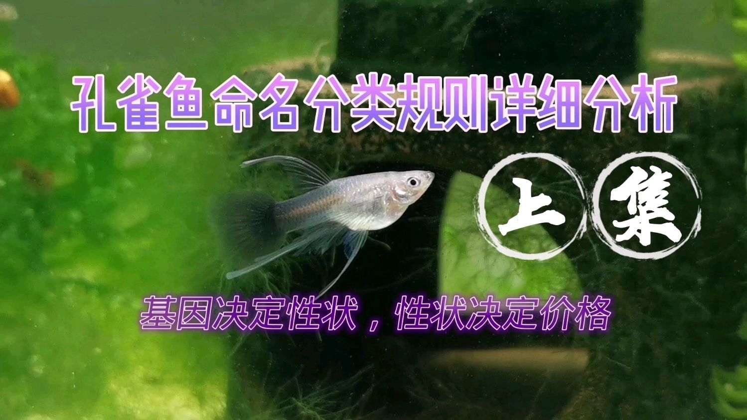 孔雀鱼命名分类规则详细分析及基因、性状与价格(上集)