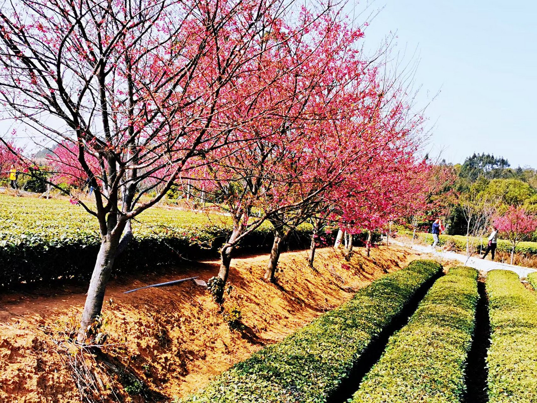 厦门 樱花盛开—翔安妙高山佛国寺