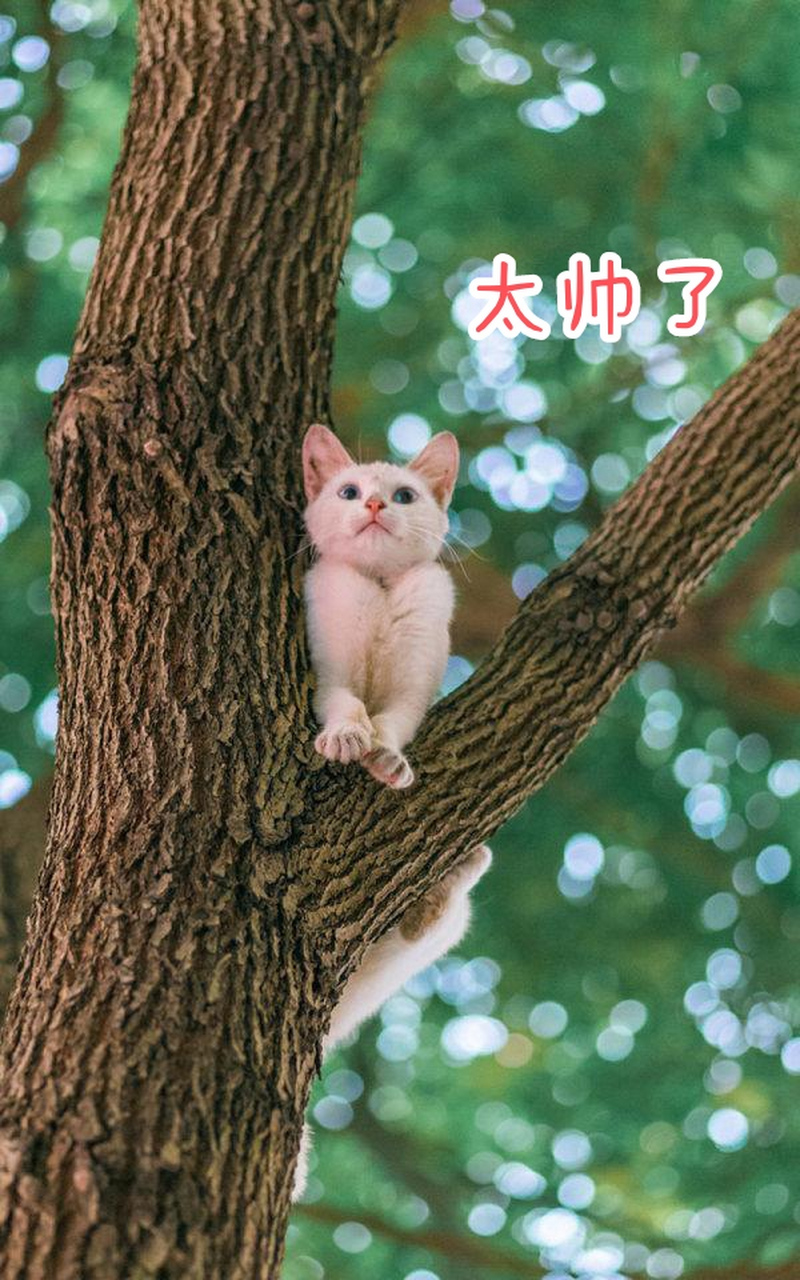 三色猫表演空中倒立,小白猫一脸崇拜,太帅了!  #趣图搞笑