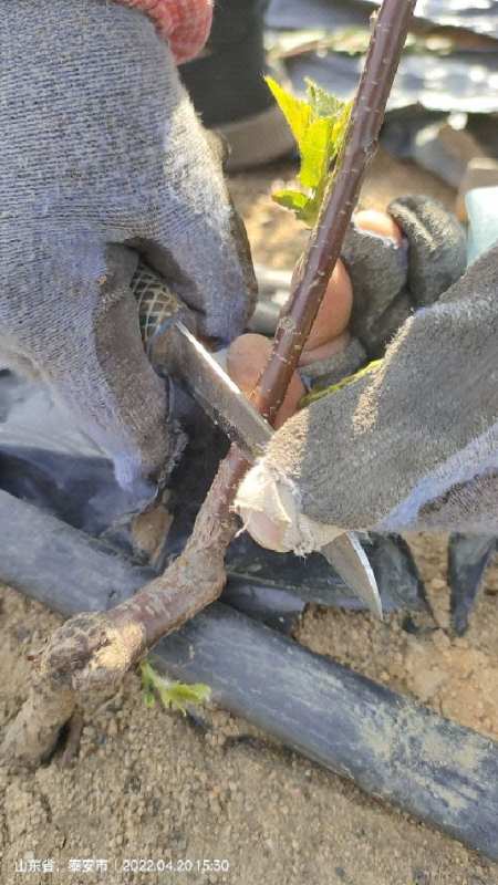 简单的樱桃树嫁接方法你也可以-度小视