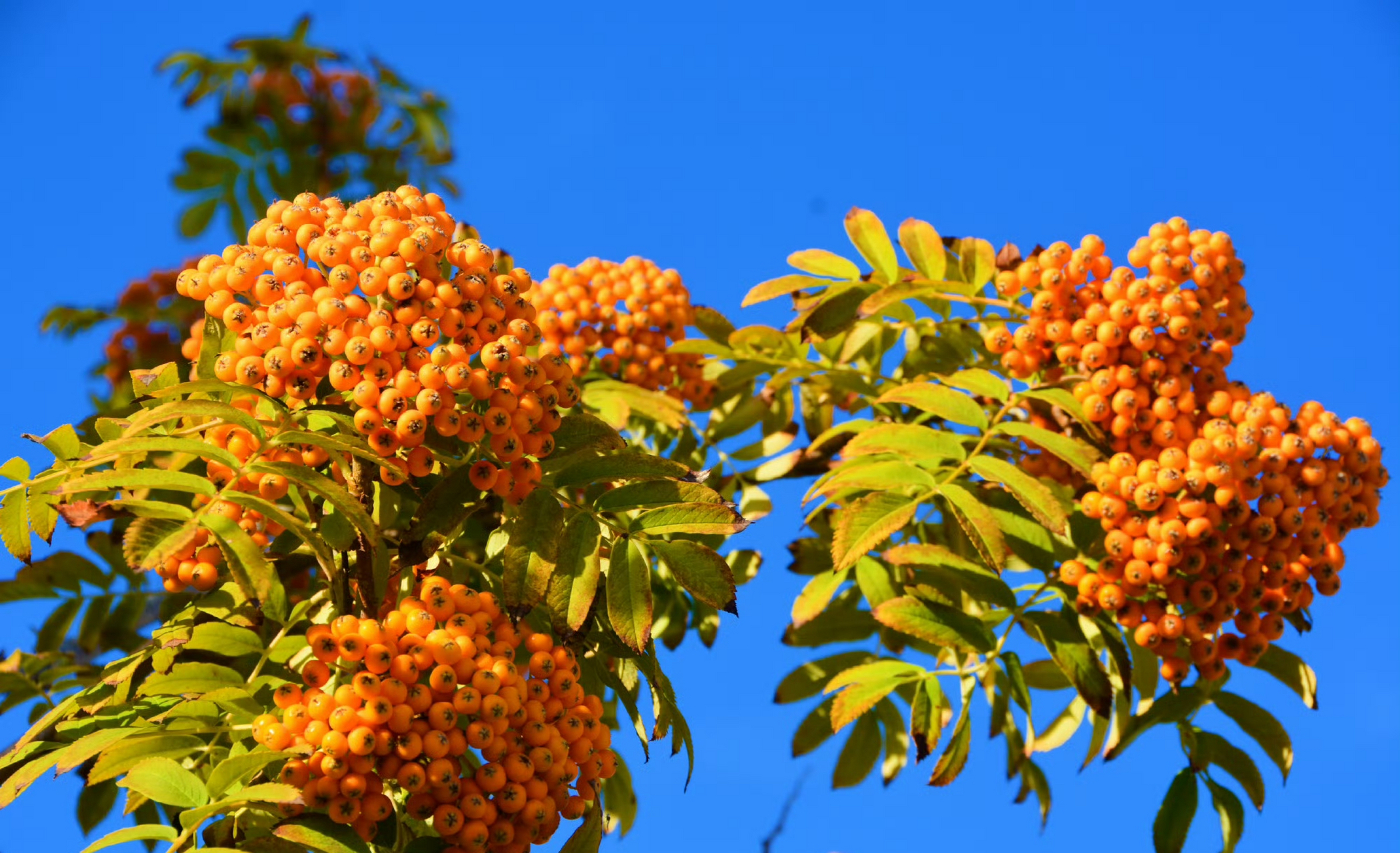 其次,花楸果之中含有的类胡萝卜素和维生素类黄酮