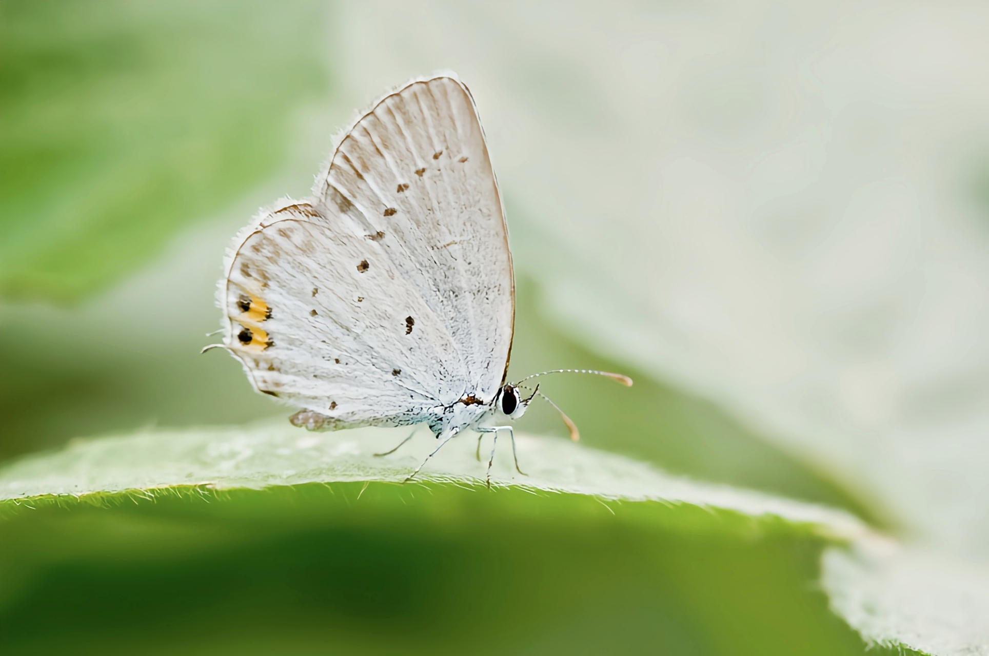每天认识一种昆虫——琉璃灰蝶 琉璃灰蝶别名醋栗灰蝶, 雌雄蝶在前后