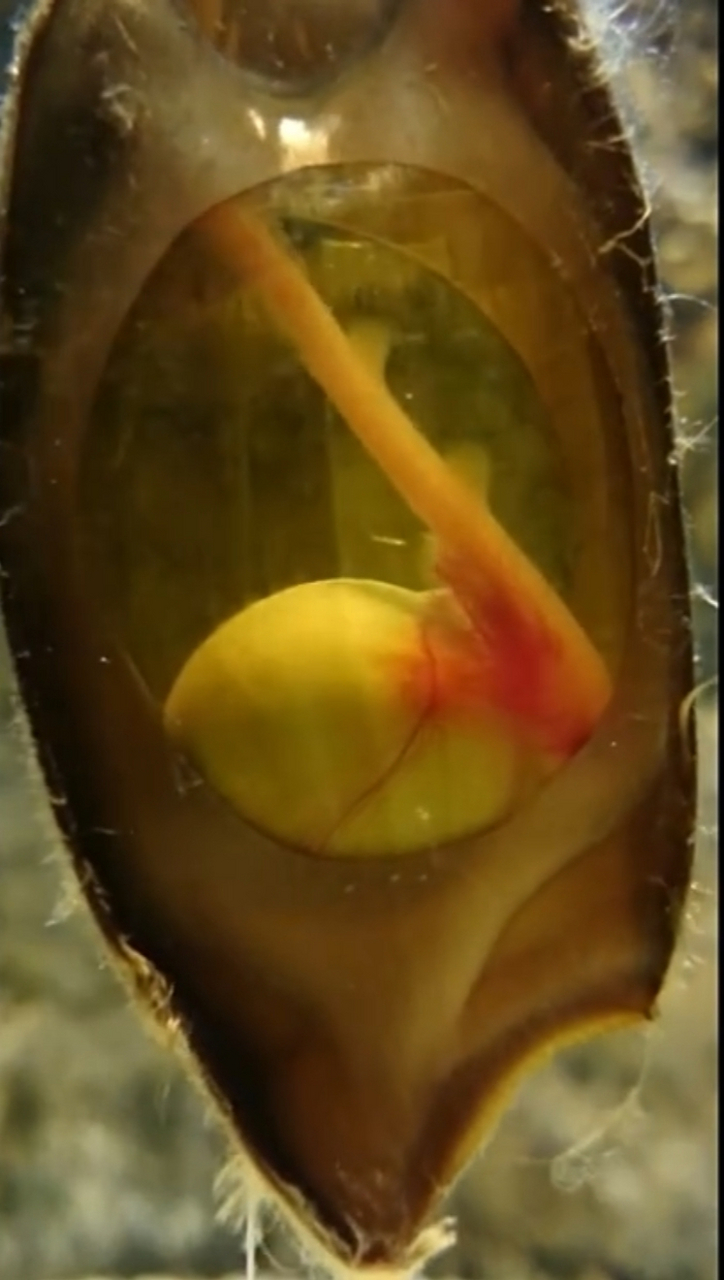 角鲨的卵图片