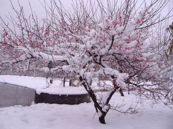 "何时杖尔看南雪,我与梅花两白头"那些意境绝美的古诗