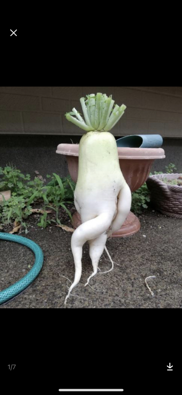 一园青菜,萝卜精当道#奇怪的知识增加了