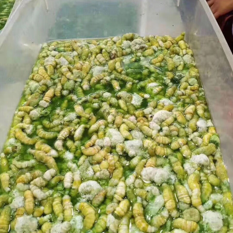 连云港特产:灌云豆丹的诱惑