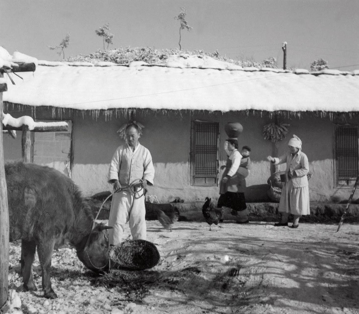 1953 年 11 月,刚停战 4 个月的朝鲜云山郡的人民很快恢复了正常的