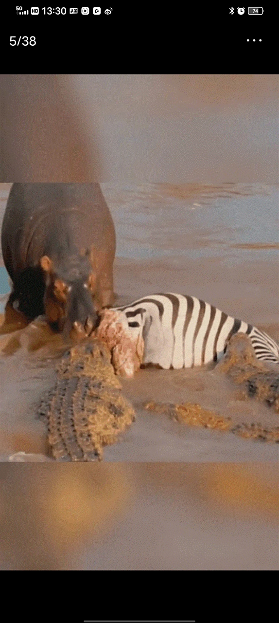 非洲大陆的狂野,河马和鳄鱼分食斑马的尸体.