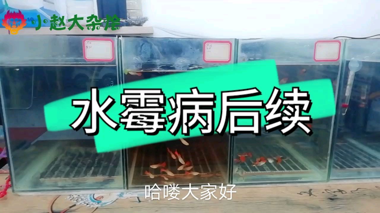 观赏鱼水霉病实战后续