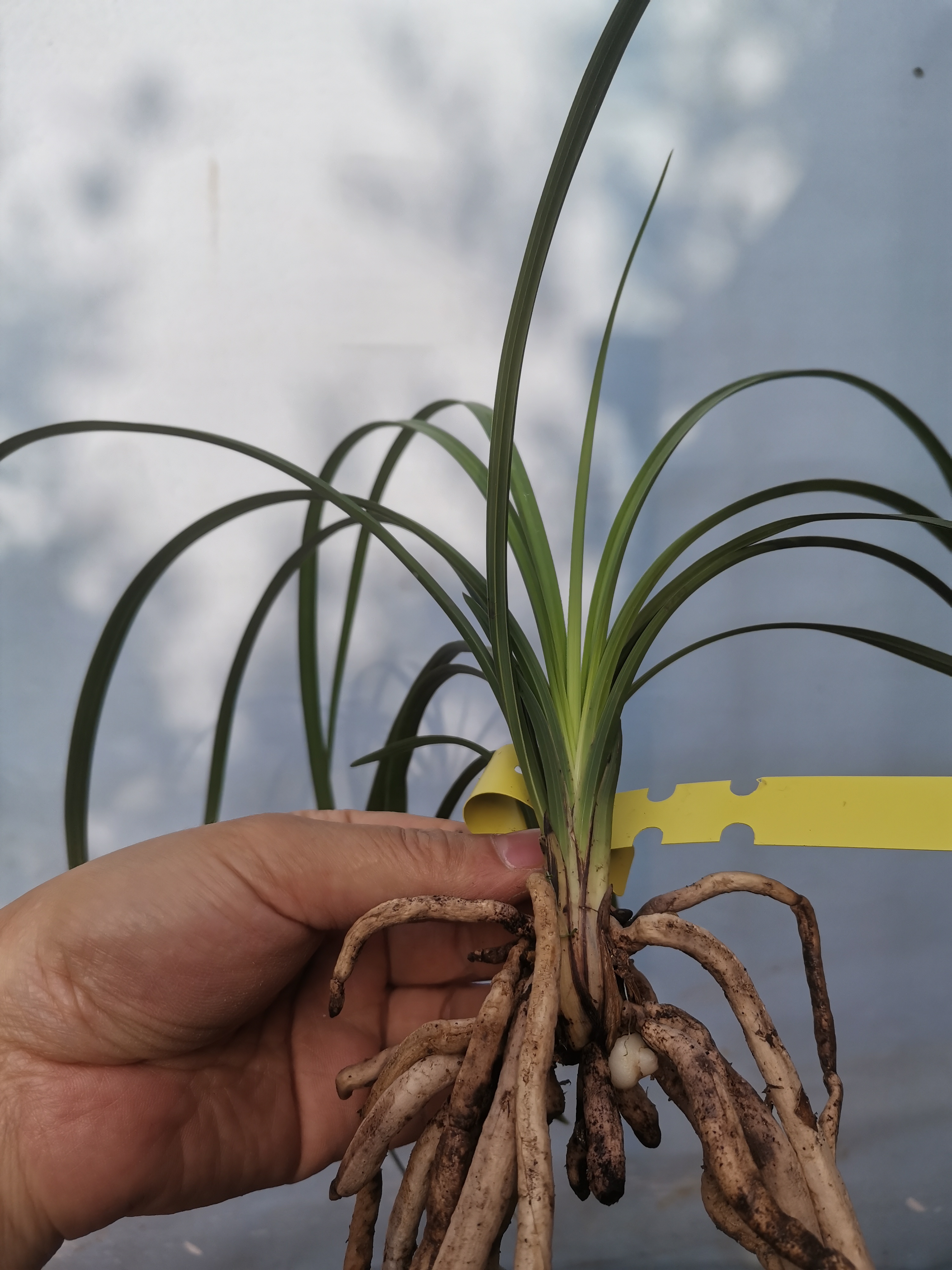 老种蕙兰大叠彩