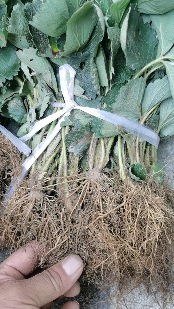 一万棵妙香七号草莓苗起苗,客户上门自提-度小视