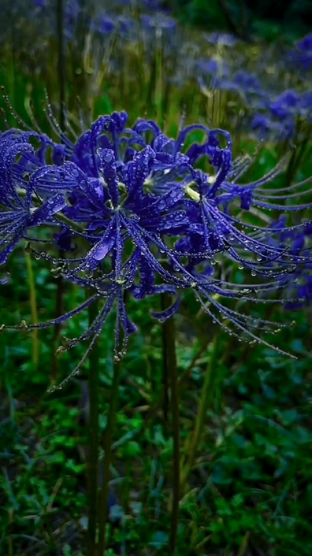 蓝色彼岸花的花语是 情不为因果