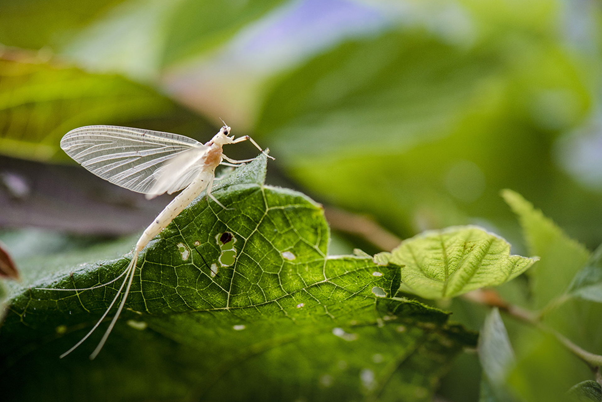 蜉蝣:一生虽短,也可以.很精彩.