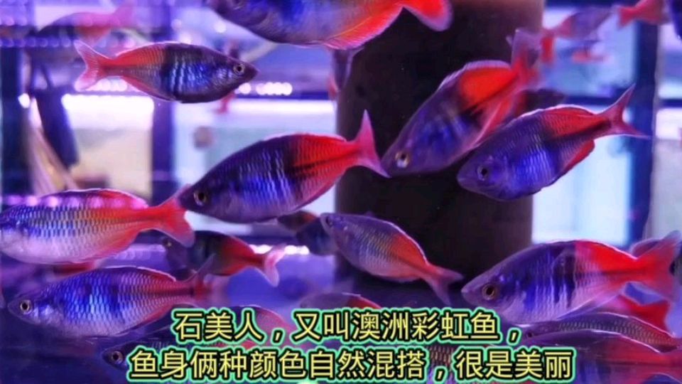 淡水石美人,身体俩种颜色,自然混搭,草缸饲养为佳