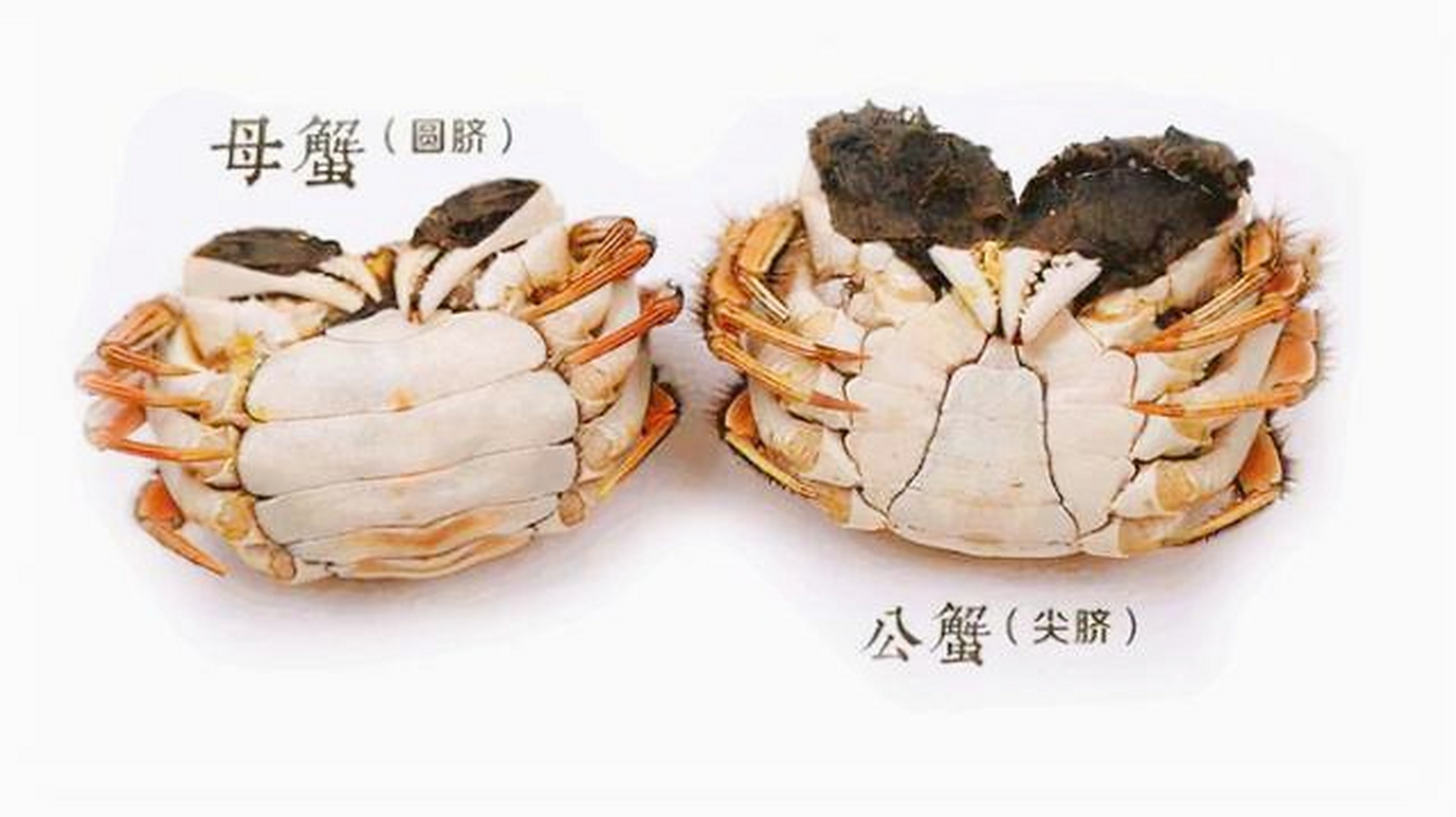 螃蟹分公母其实挺简单的,圆脐就是母螃蟹,尖脐就是公蟹.#动物趣图