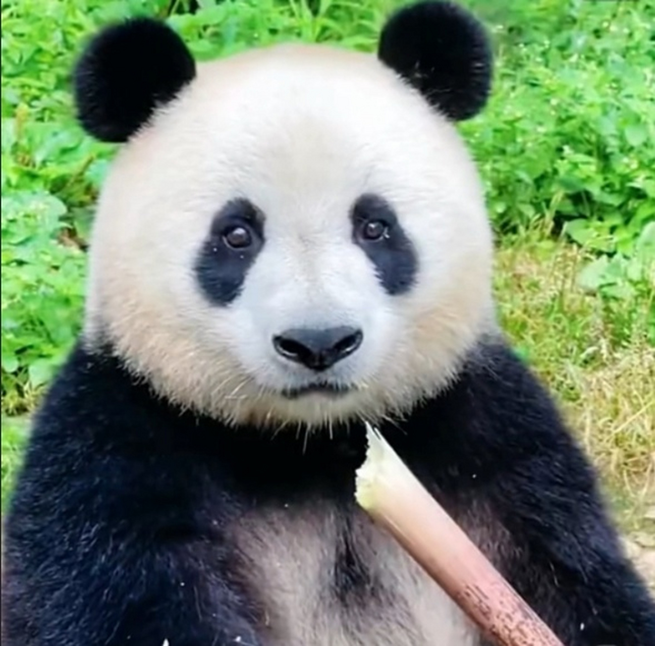 之前求头像的朋友,快来领取大头照[嘻嘻]  #大熊猫