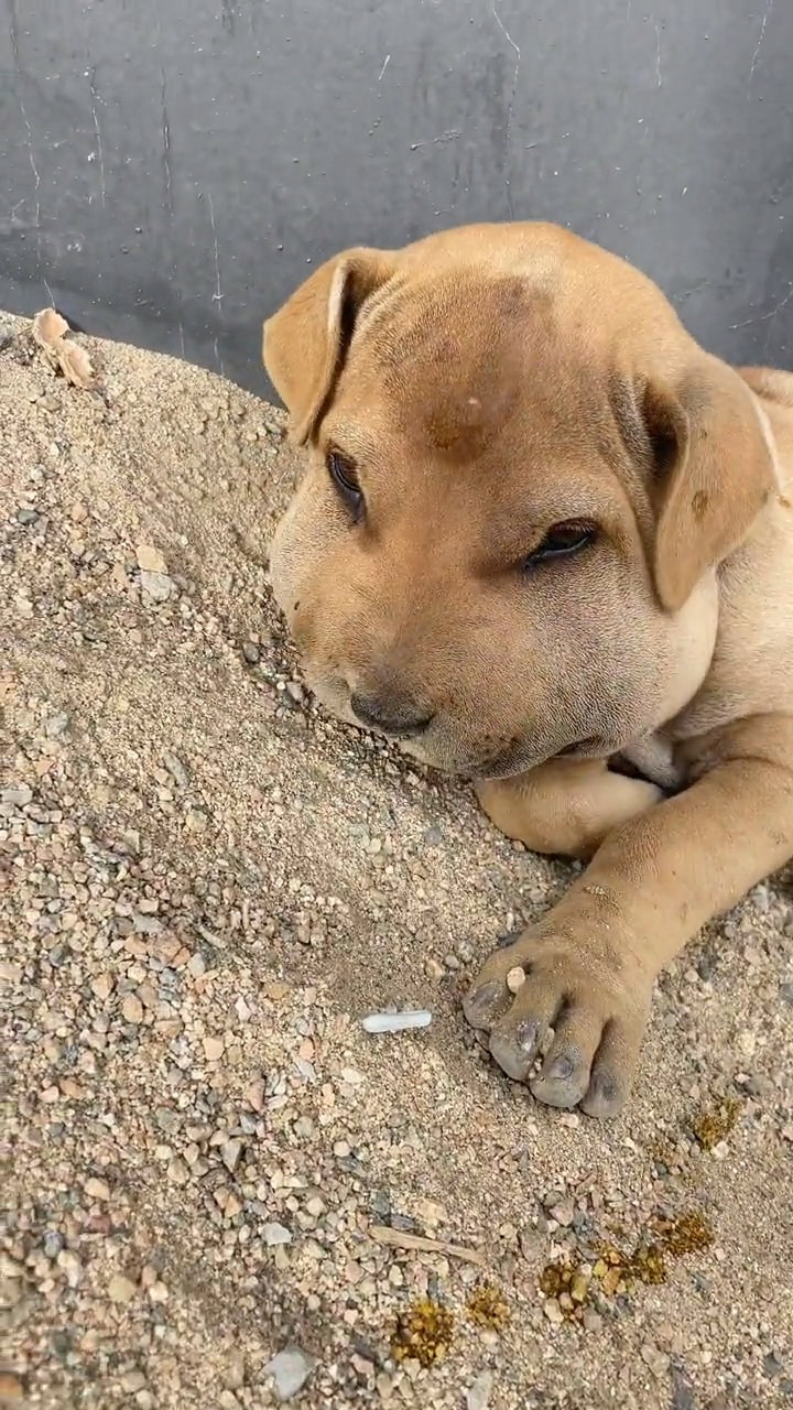 狗子的脸肿了看着有点心疼