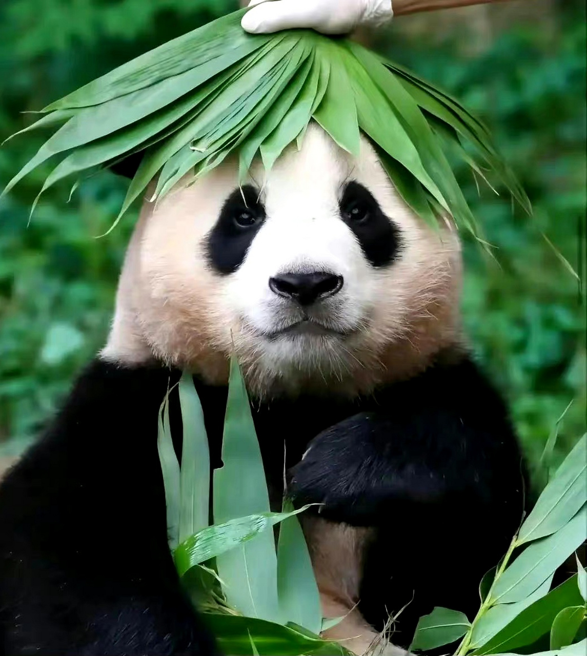 大熊猫福宝# 不愧是韩国财阀世家的小公主,就是有排面,站哥站姐扛着"