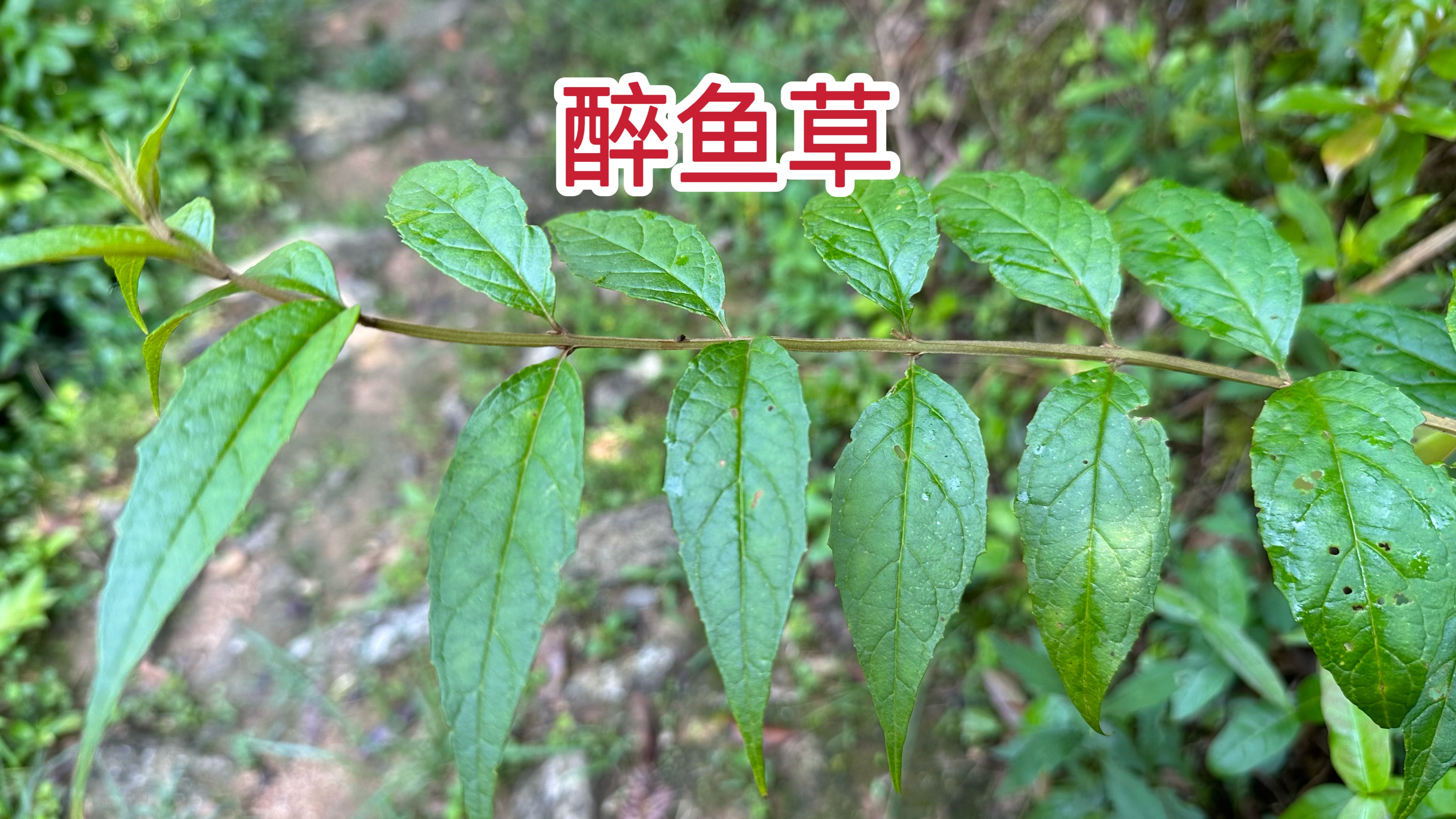 醉鱼草又被称为“止痒草”,还能用于野外捕鱼,这4个作用厉害了