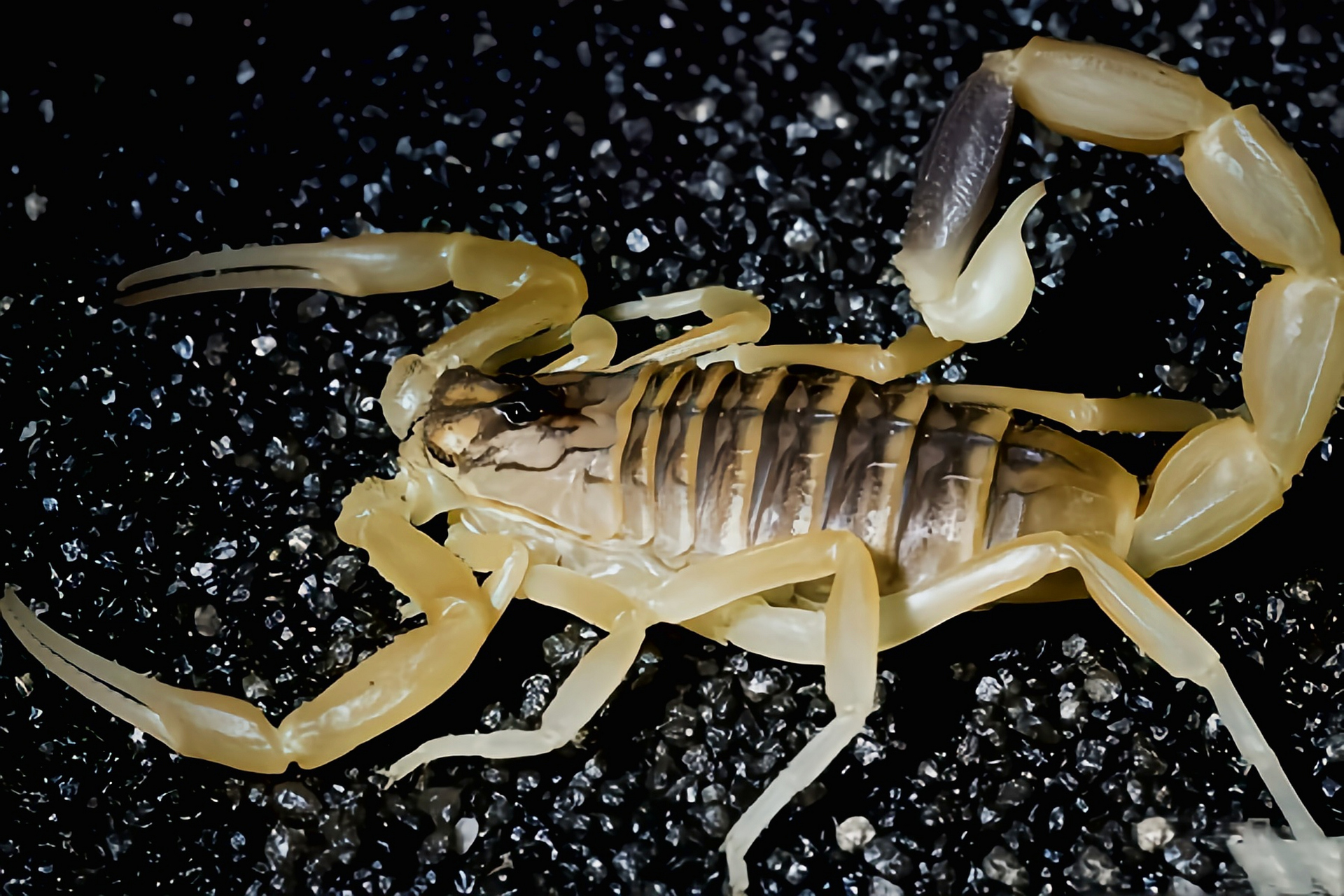 金蝎 以色列金蝎 别名中东金蝎,巴勒斯坦毒蝎,以色列杀人蝎,是蝎目,钳