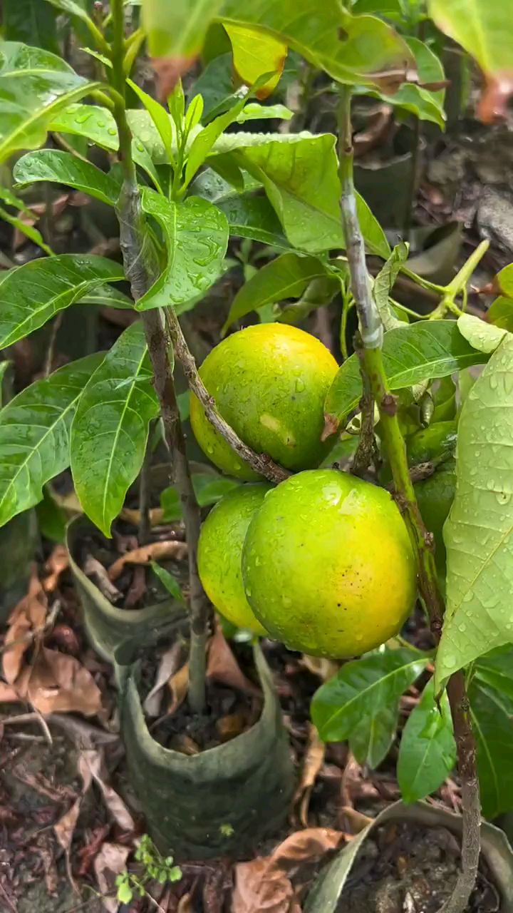 黄晶果靠接苗,种植六个月就可以开花结果!