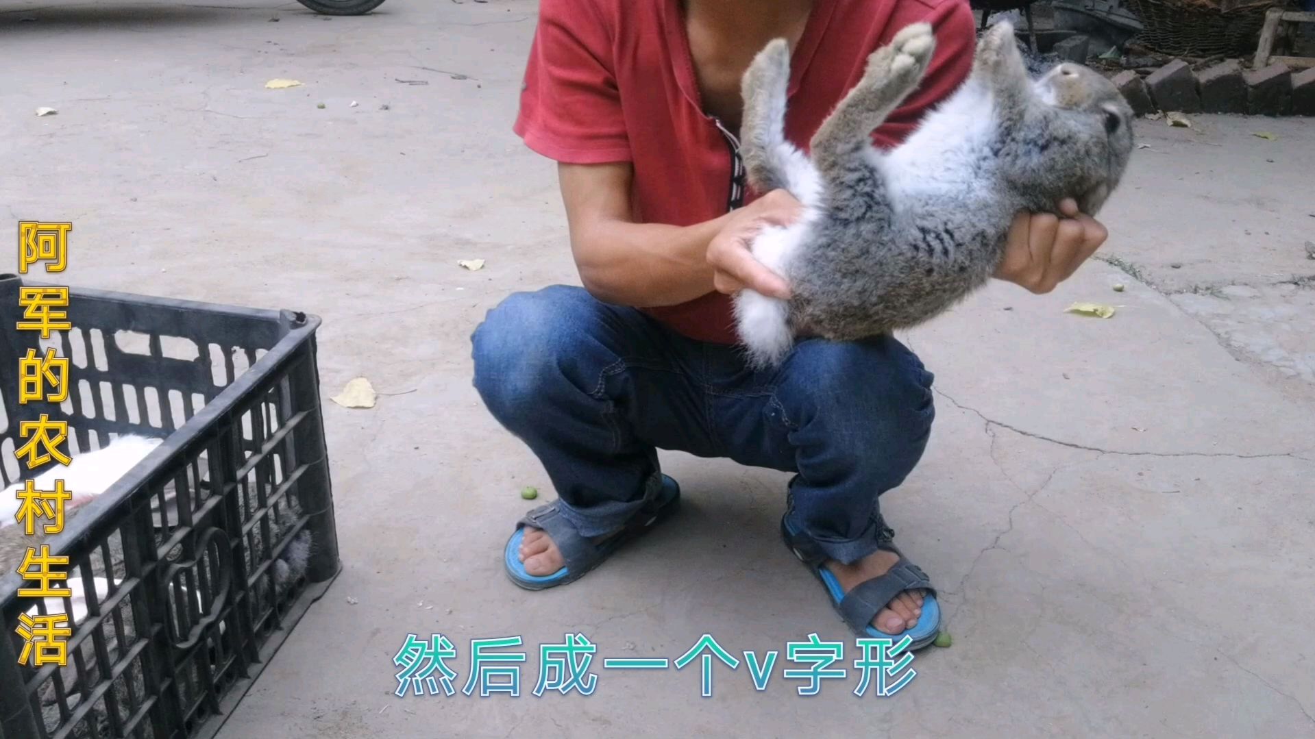 满月兔怎么分公母?你可以这样记,以后再不会分错