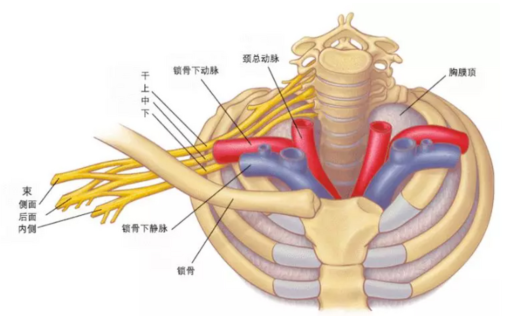 什么是胸廓出口综合征 先来看下"胸廓出口"在哪? 胸廓出口就是胸廓的