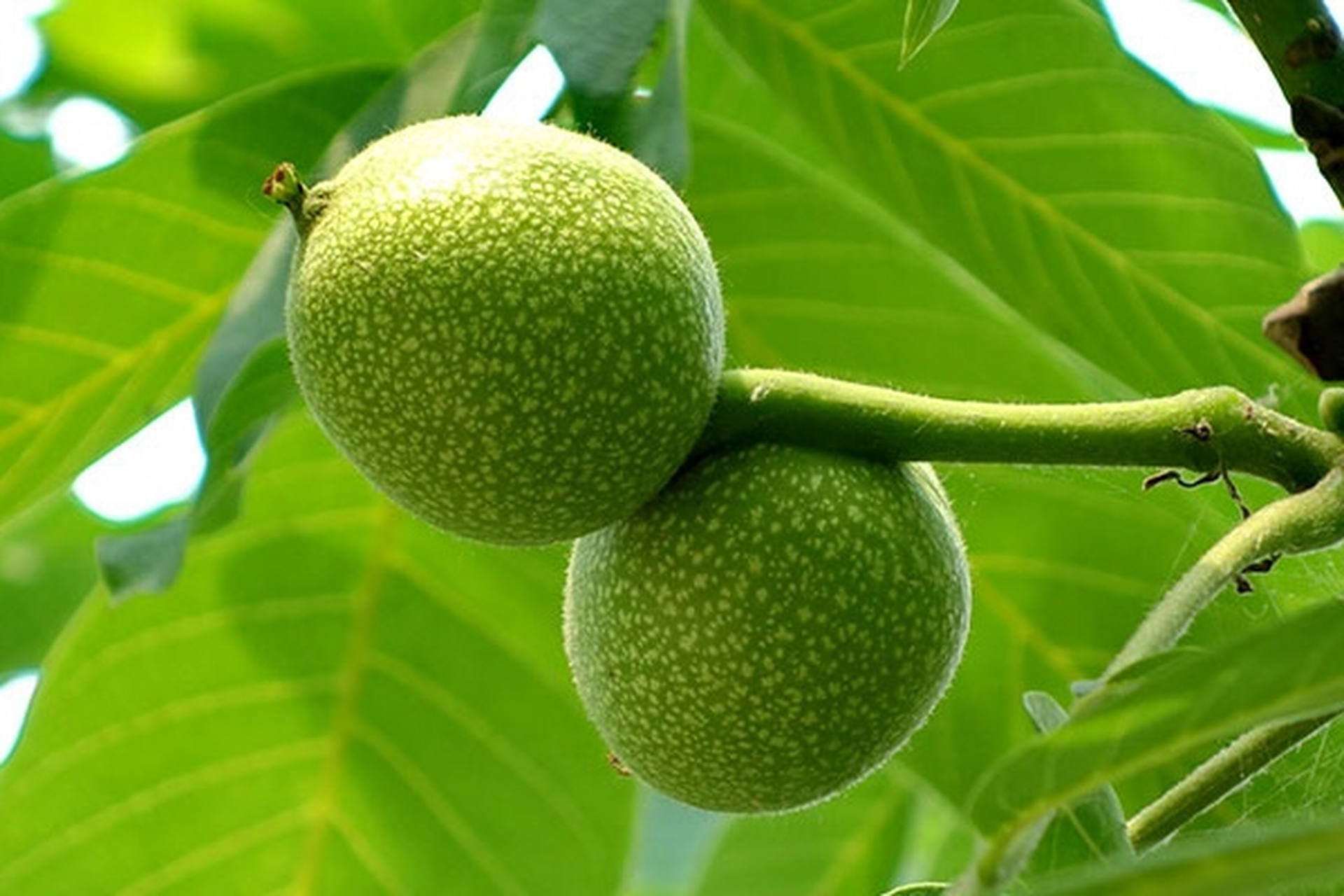 百果园:核桃树从开花,结果到成熟采摘 核桃花有点特别,一条条,一串串