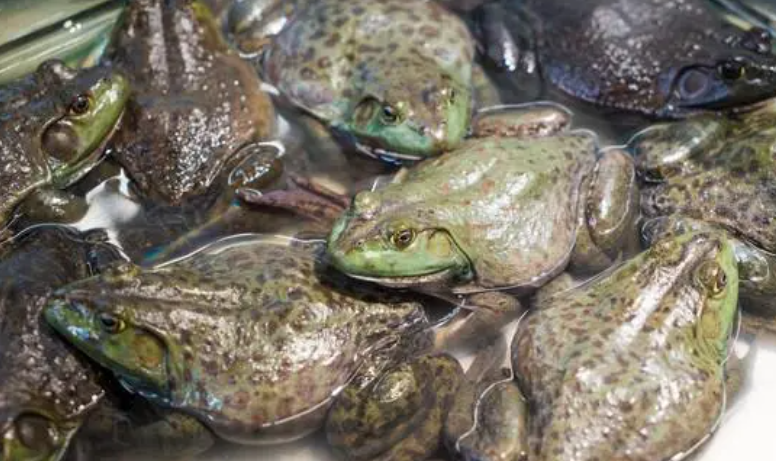 人工养的牛蛙有没有寄生虫呢?