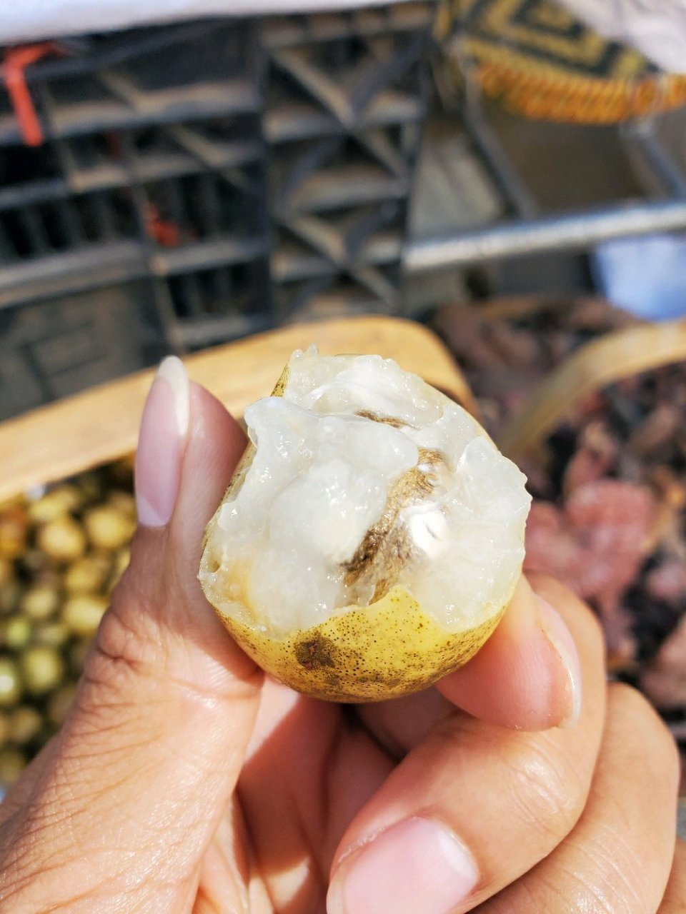 云南的这种野果叫鼻涕果,微酸,淡香,果肉紧贴在果核上,11月左右成熟