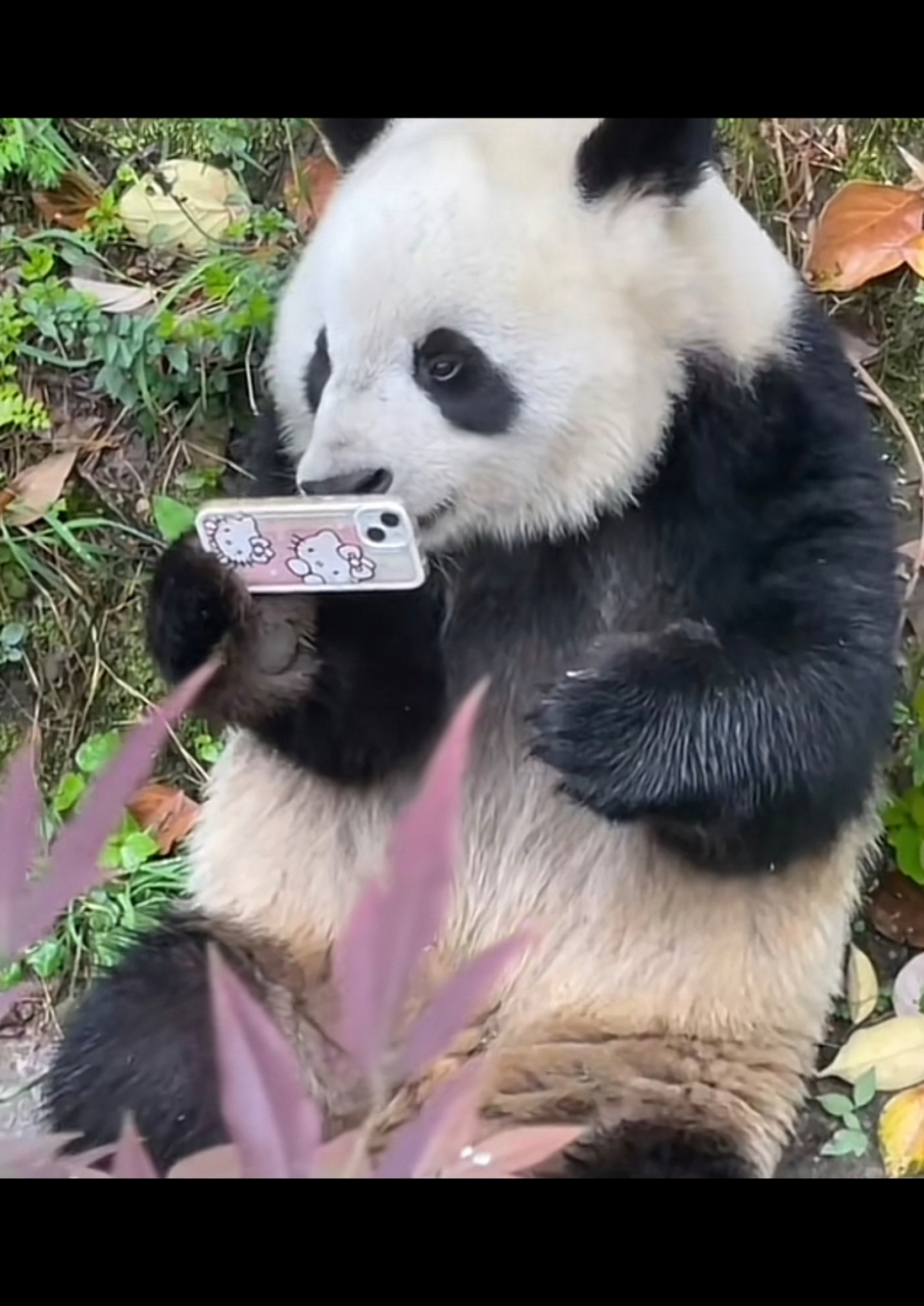 捡到游客手机,拿来欣赏自己美貌的滚滚.#大熊猫