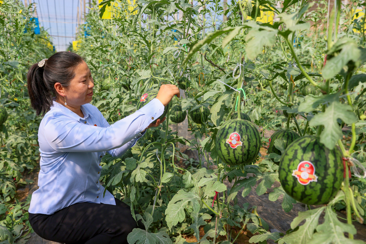 大兴春来早 奋斗向未来丨大兴庞各庄头茬西瓜"带证"上市