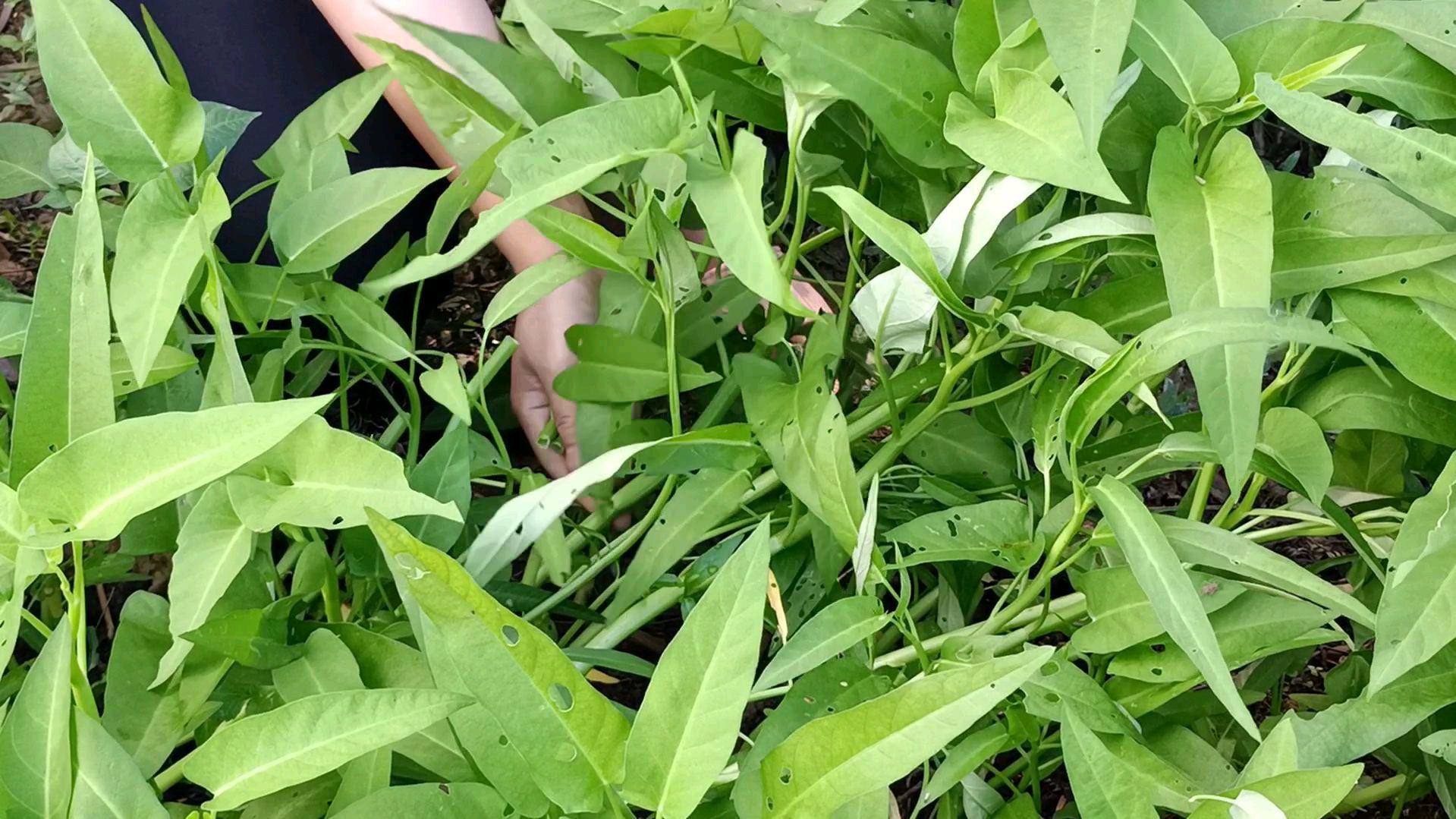 阿香用简单的做法、做出美味凉拌空心菜,好吃又下饭
