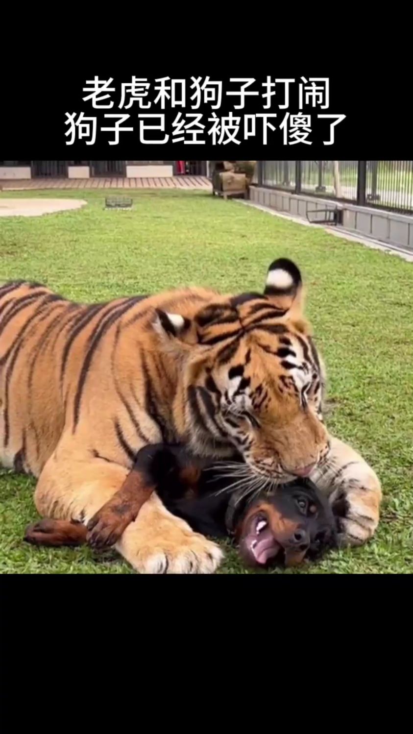 老虎和狗子打闹,狗子已经被吓傻了