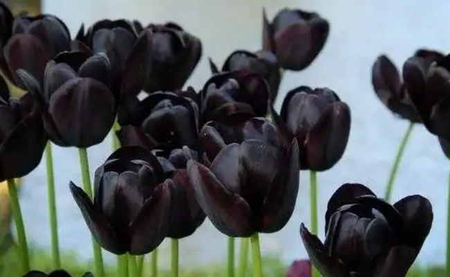 自然界有没有黑色的花图片