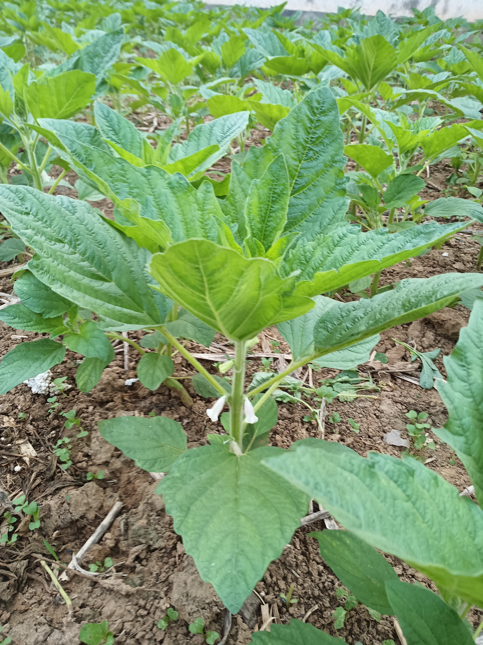 芝麻开花节节高  今天早上,下地一看,芝麻开花了.