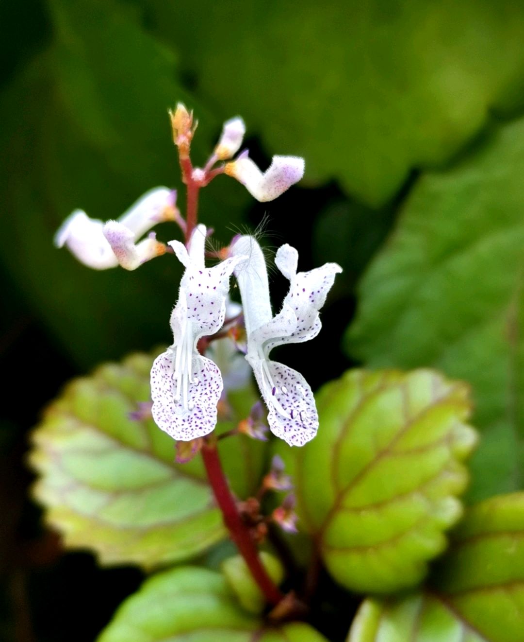 如意蔓,盛开在冬天的"一抹紫"