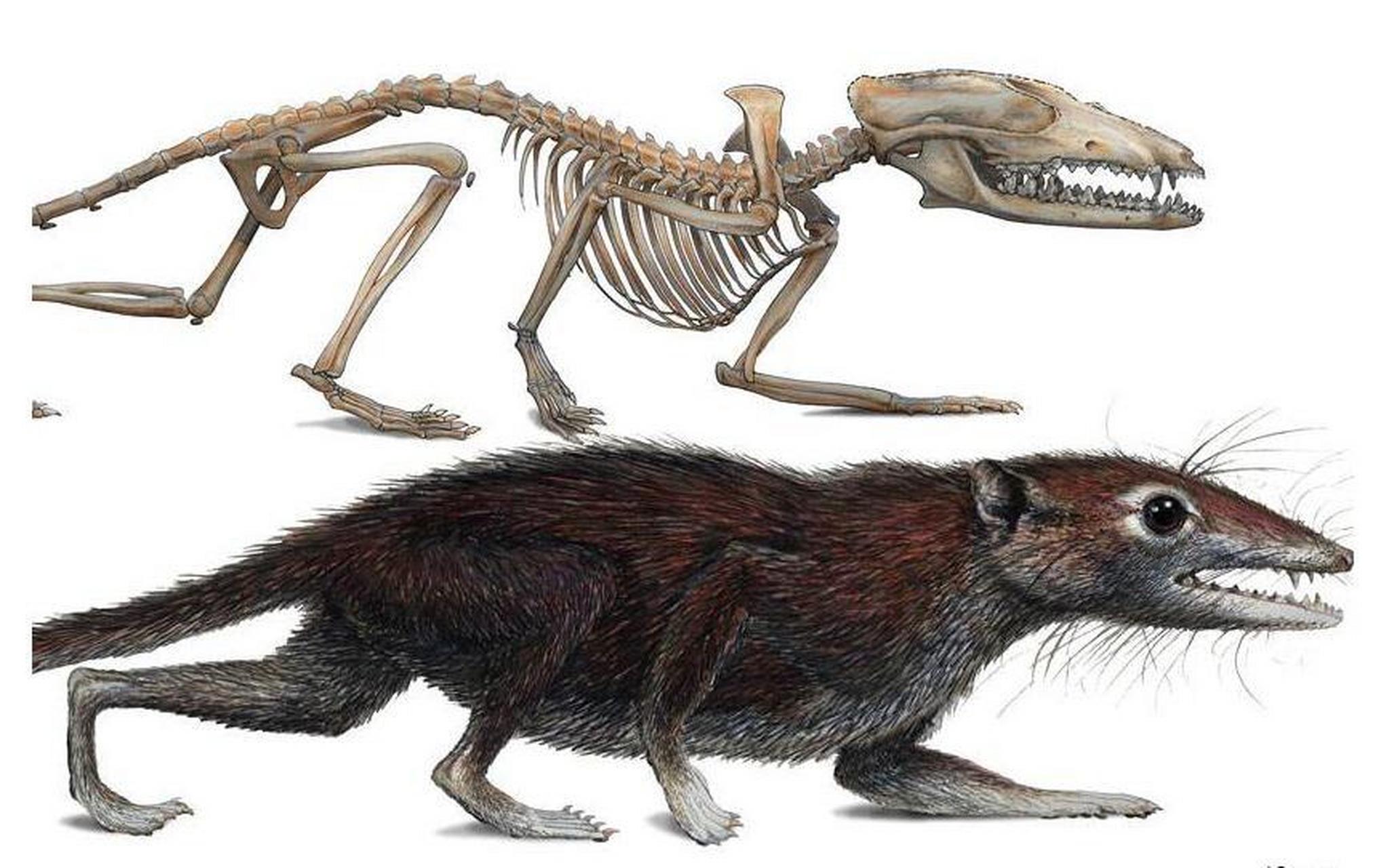 中国袋兽在全长约15厘米,头骨约3厘米,体重 25克-40克,生活于9000万