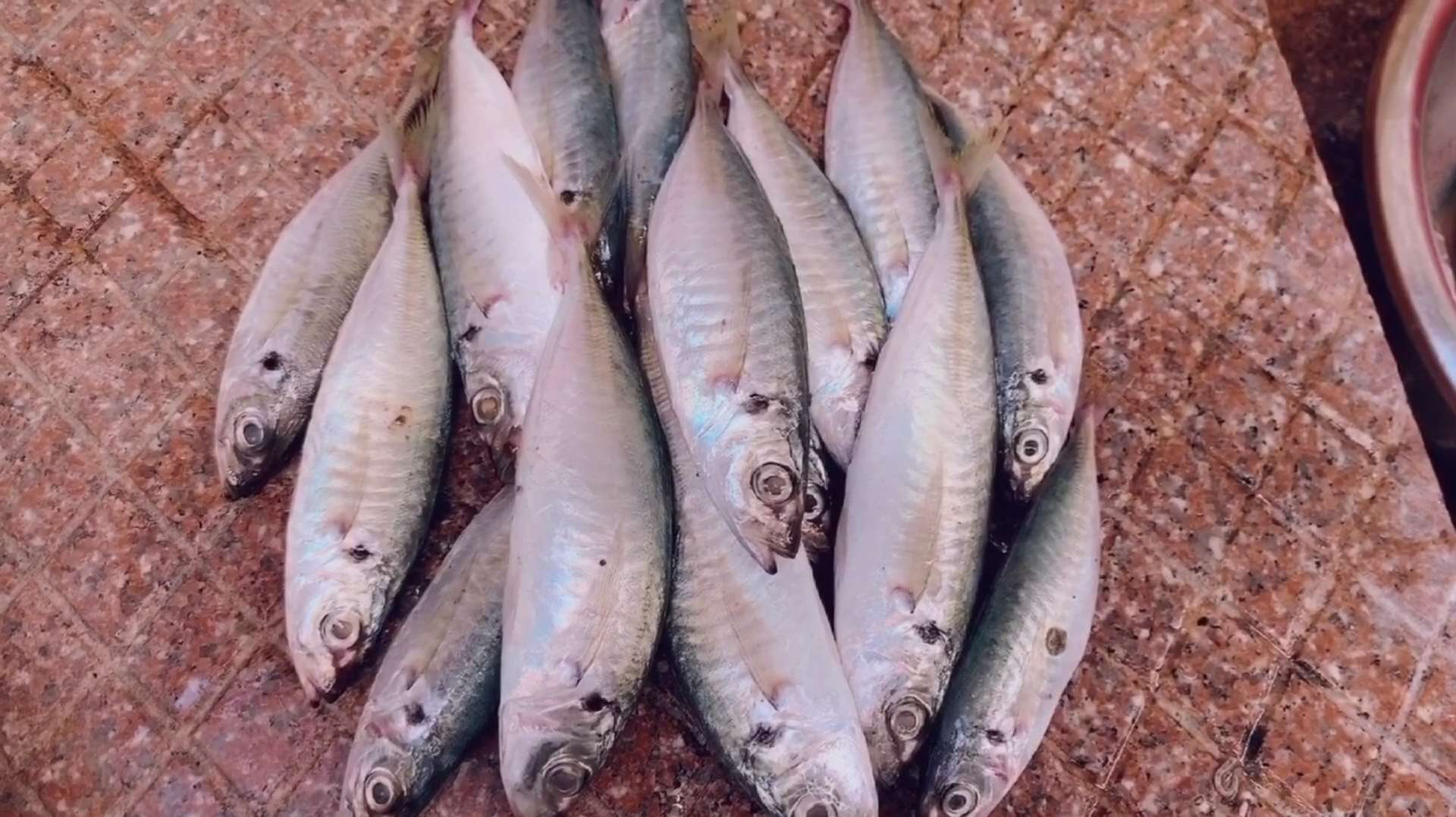 巴浪鱼还是汕头婆婆这个做法好吃,不煎不煮,鱼肉鲜甜入味无腥味