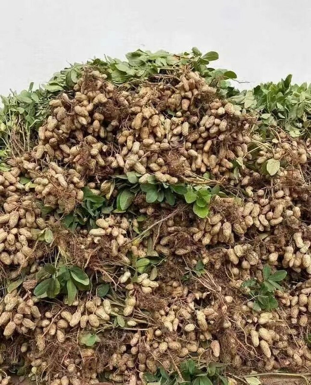 现在是吃新鲜的花生的季节,清香美味真好吃,花生地现挖的,颗粒饱满