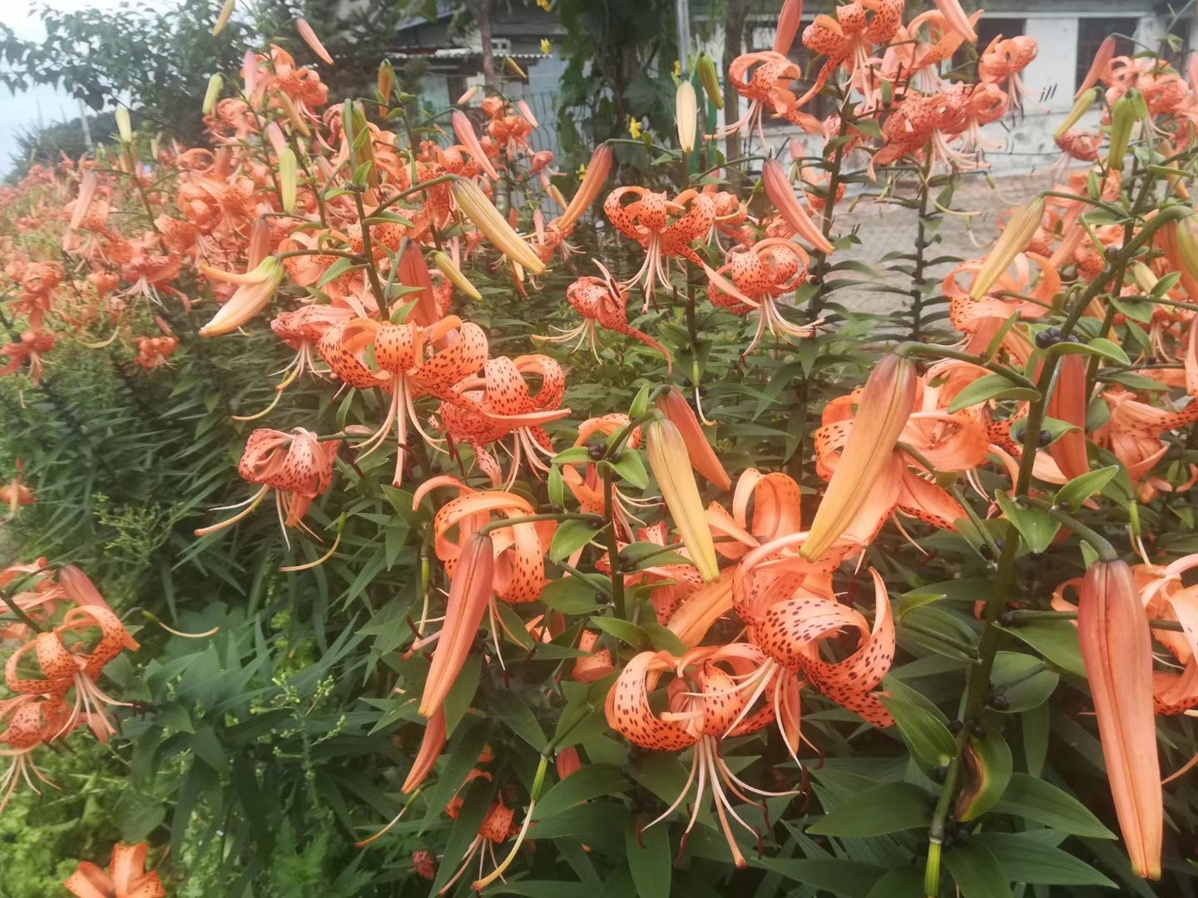 野百合的花语永远幸福.野百合补中益气,可食用它的花语,永远幸福.