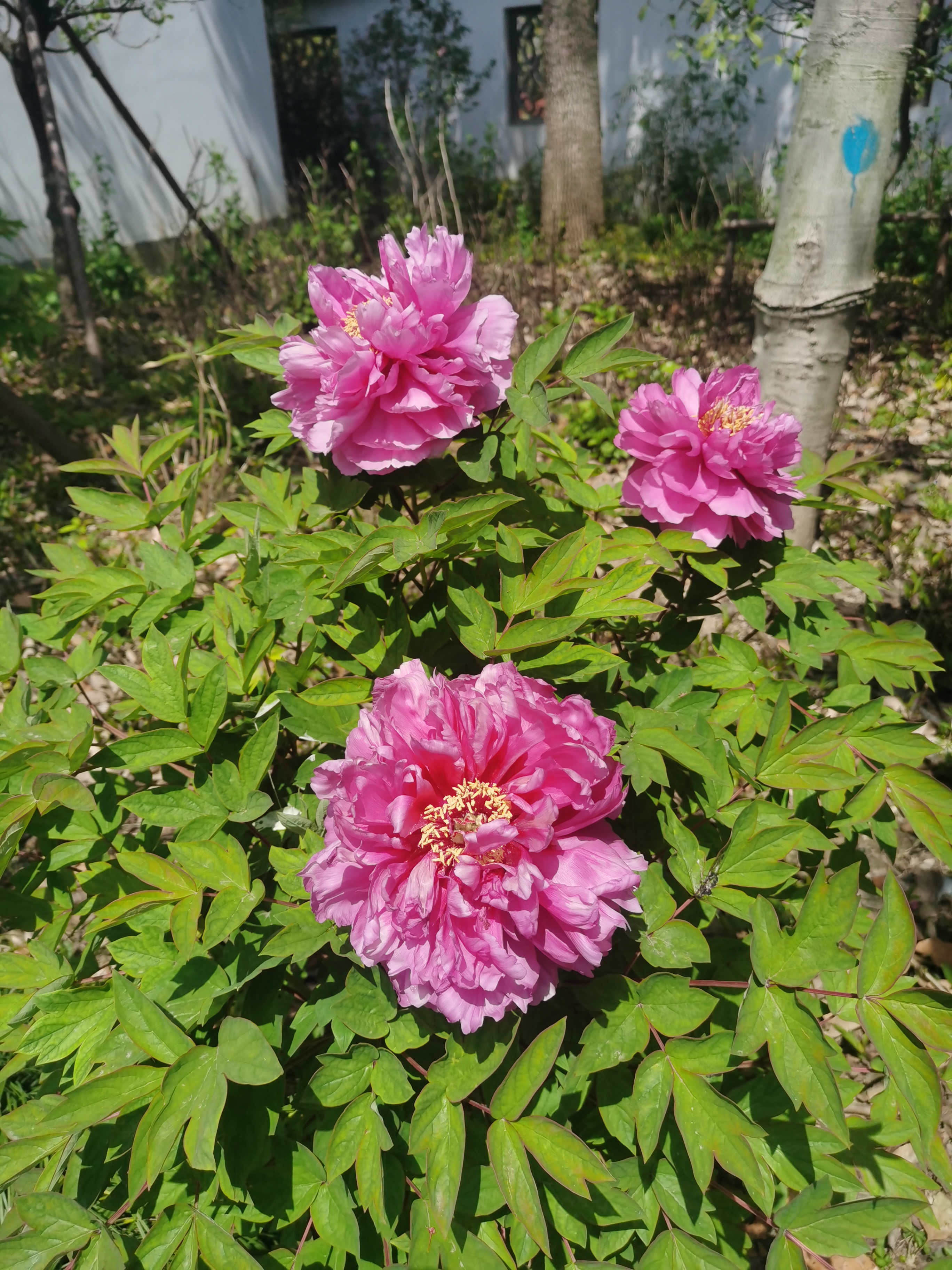 嘉兴南湖勺园牡丹正盛开