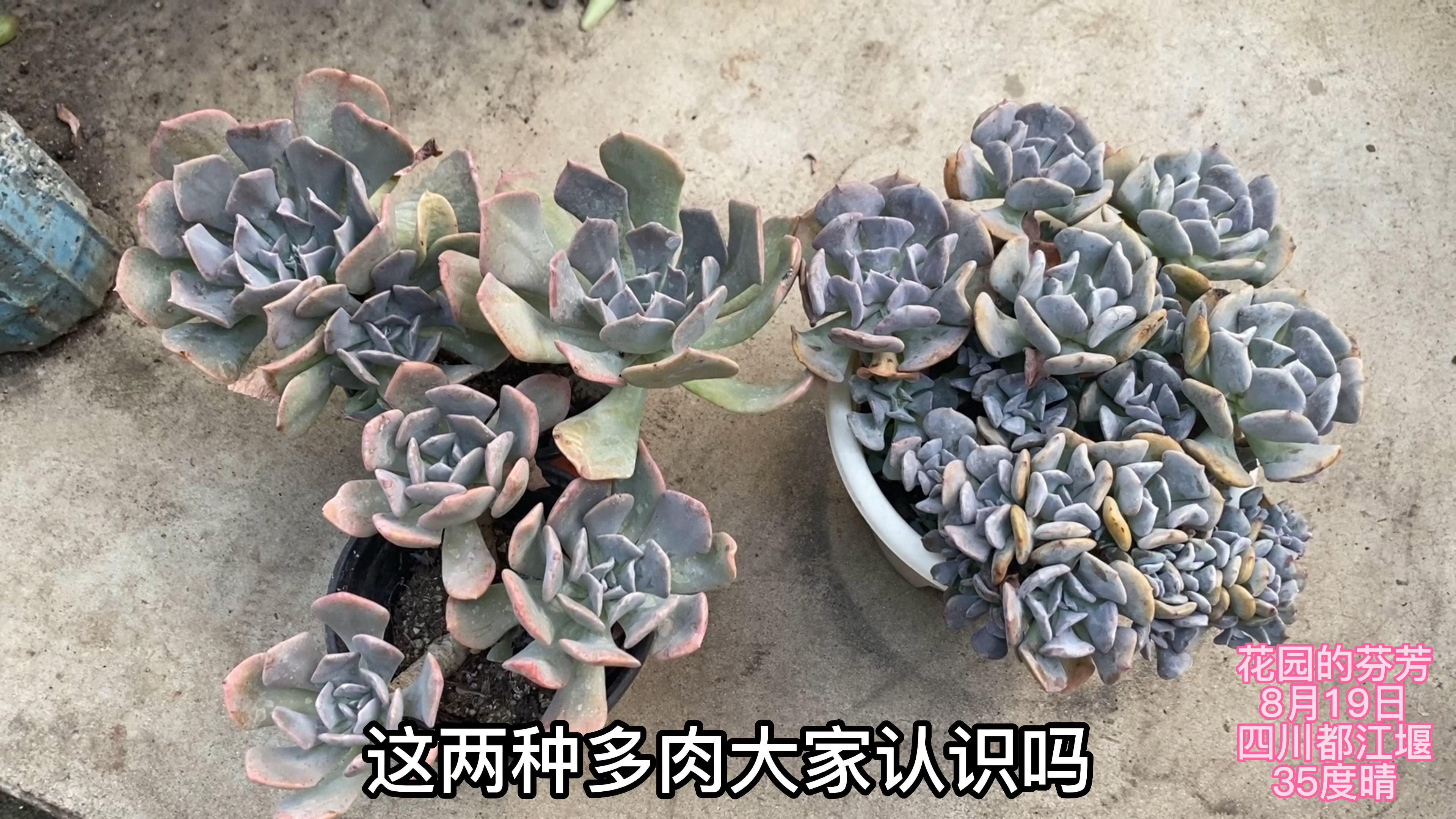 都是雪精灵,为什么一种能露养,一种只能控养?
