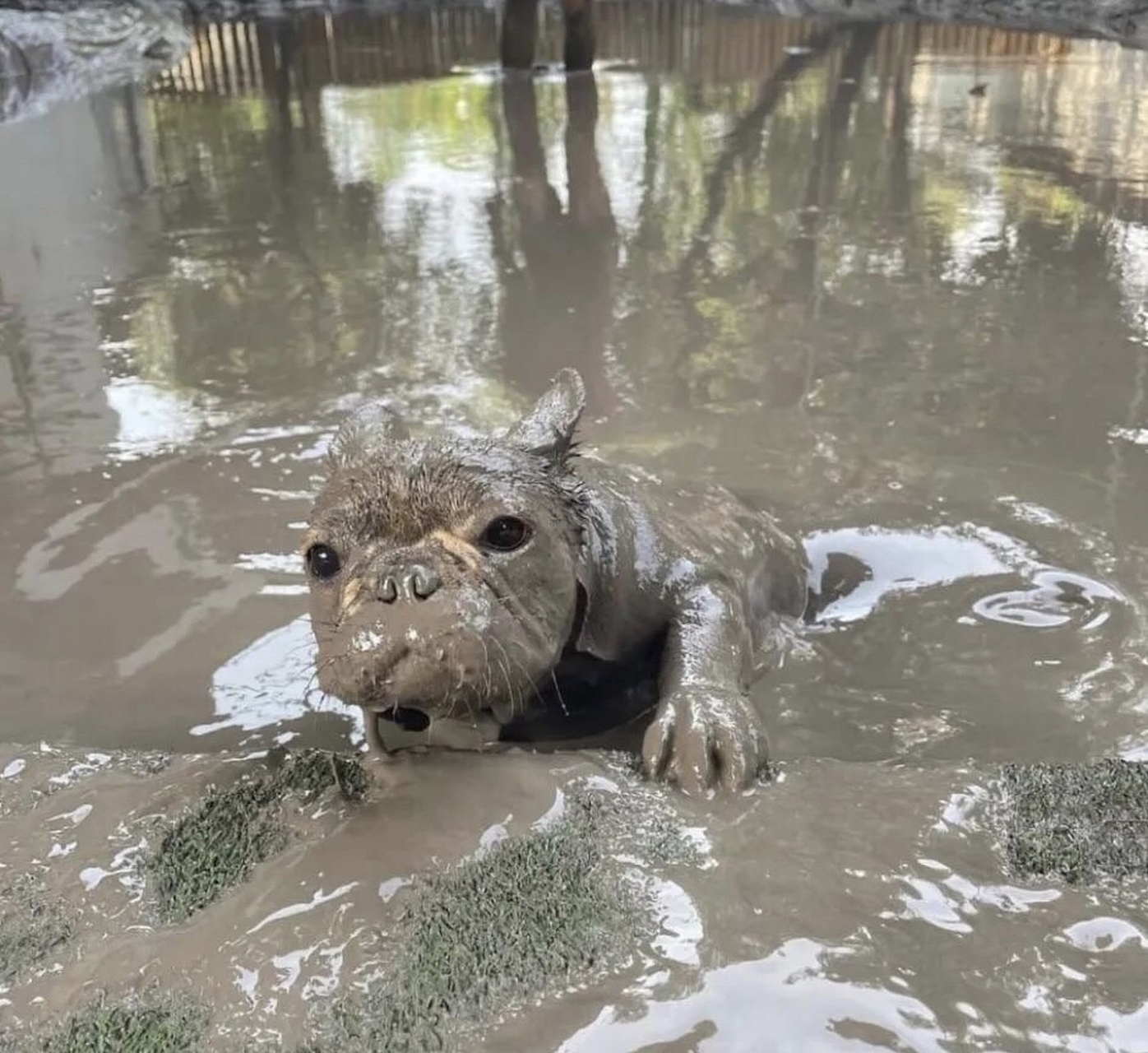 带狗狗出来玩一转眼功夫不见了,一转身看到泥潭爬出个河马.