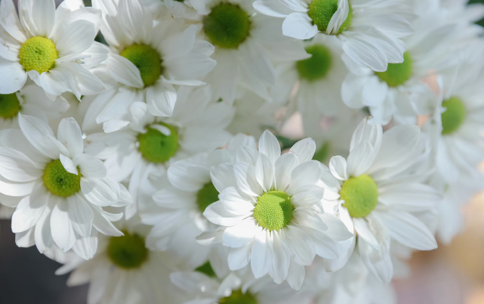 乐作flora|纯洁素雅的索芙特白小菊,清爽了整个初夏 ! ​