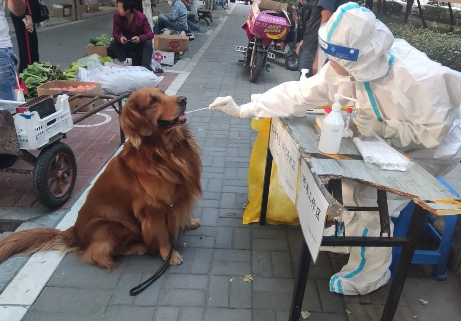 狗子:你来真的啊?