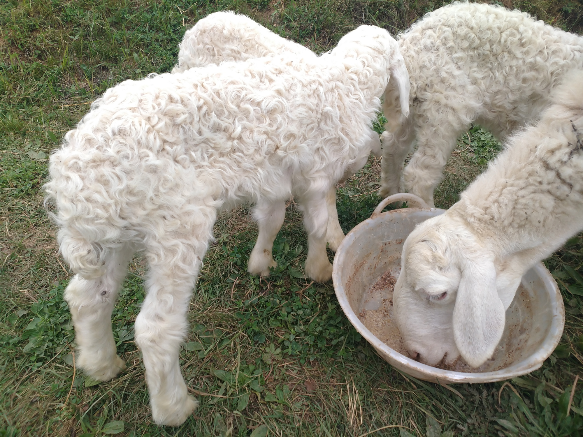 羊羔吃奶,几天后可以开口吃青草和精饲料