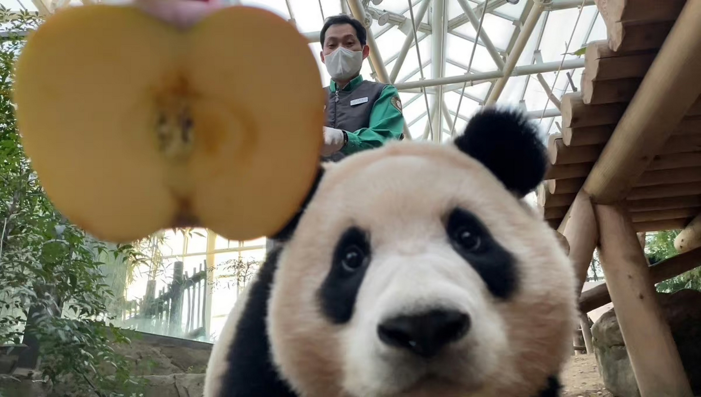 宋宝,独一无二的刁钻拍照技术,快把福宝拍成外星猫了  福宝:我是谁?