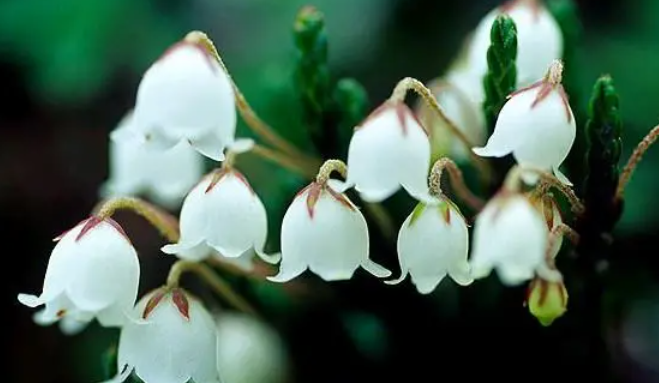 燈臺花枝的花語?